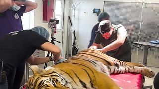 Tiger operation