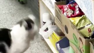AWW NEW FUNNY CAT VIDEOS MIKE FUNNY ???? Videos Good | One part9