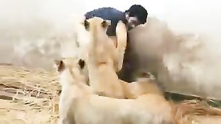 Lions ne boy per attack ker dia