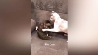 Funniest Animals 2023 ???? Funny Cats and Dogs Videos ???????? Part 4 ---