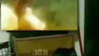 Animal funny video _shorts _funnyvideo _dog