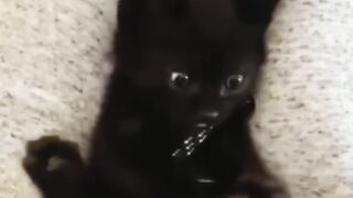 WOW IT MAGIC ?Its not the normal cat #Viral # funny cat# pets# cats video# viral video