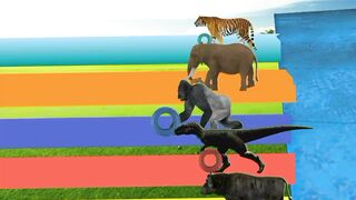 Animals animation