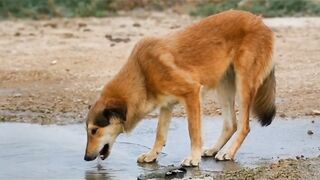 A lovely doggy shot