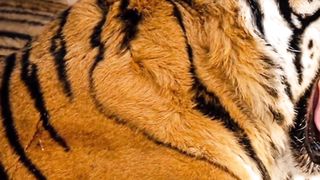 Bengal Tiger ????