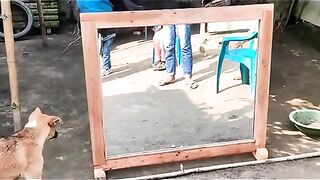 Dog funny video you see his mirror