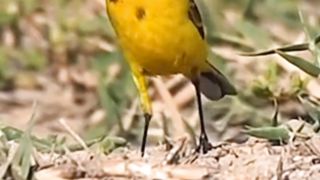 Western Yellow Wagtail Bird