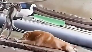 Monkey and dog funny clip 2023