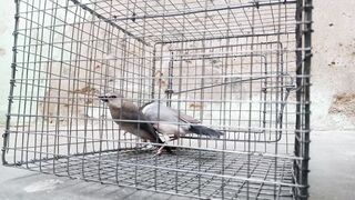 Java Bird