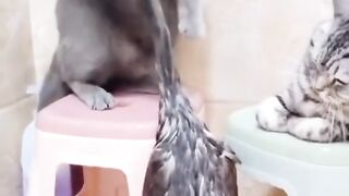 Cats fighting with birds | funny video 2023