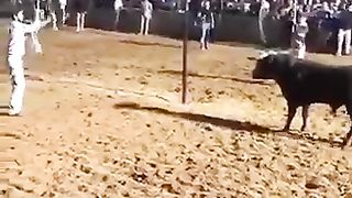 Bull fight video