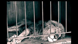 Charlie Chaplin The Lion Cage Full Scene The Circus 1928