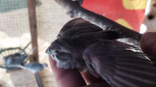 How to know finch birds age