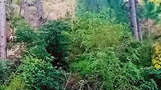 Green ???? video natural beauty full video