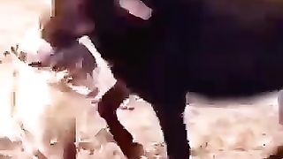 Fight