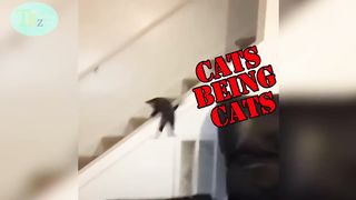 ultimate cat fails compilation of 2022  cats being cats  try no to laugh