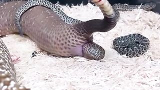 SNAKES GIVING LIGHT