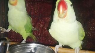 Amazing Raw parrots talking
