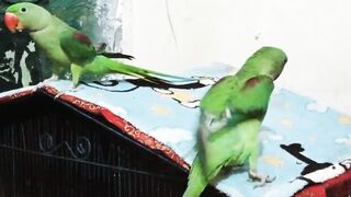 Amazing parrots voice rawparrots