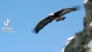 Egeal attack to goat