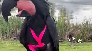 Amazing Bird