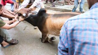 qurbani ka janwar kaisa hona chahiye