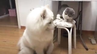 funny pets