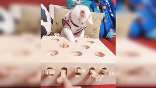Funniest Animals moments // Funny Video???? Animal moment ???? Funny Animal moment Video????????