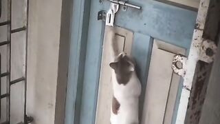 Funny cat knocking door