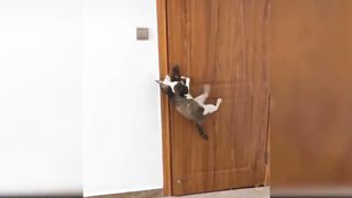 Funniest Animals moments // Funny Video???? Animal moment ???? Funny Animal moment Video???????? funny cats video
