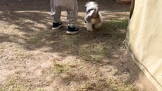 Child with doggy.  Child play with a dog child