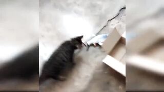 Funniest Animals moments // Funny Video???? Animal moment ???? Funny Animal moment Video???????? baby cat videos funny baby cut ????????