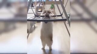 Funny moments ????????//cats video ????????//funny cats video/cat videos 2023/beautiful cat ????????????