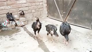 Good watching