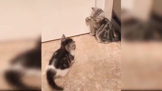 Funniest Animals moments // Funny Video???? Animal moment ???? Funny Animal moment Video????????baby cut ????????