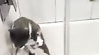 New Funny cats video 2023