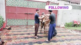 qurbani ka janwar