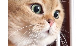 Funny video | Funny Cat Video | Cat Fight | Viral Shorts | Cat Trending Video