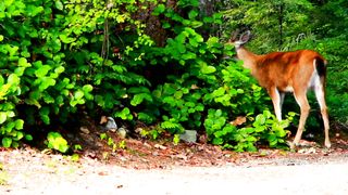 Best animal#animalvideo