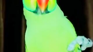 My parrot ????