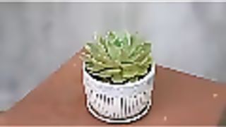How to grow succulents plants