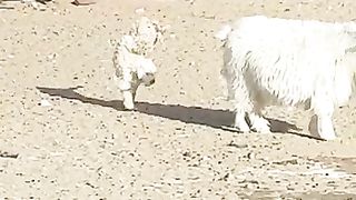 Lamb baby
