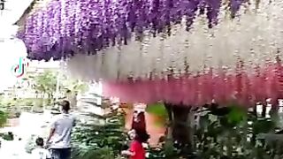 Celosia