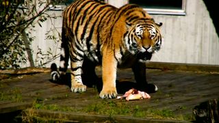 Lion King#animalvideo