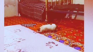Funny animals and pets videos,funny cats,funny dogs,cats,dogs,funny animals,funny pets,funny video,funny,funny animals club,fun...