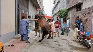 qurbani mubarak,