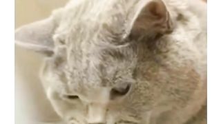 Cute cat