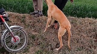 Dog race beautiful dog