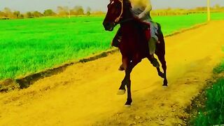 Horse riding beautiful video