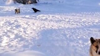 fearless raven.